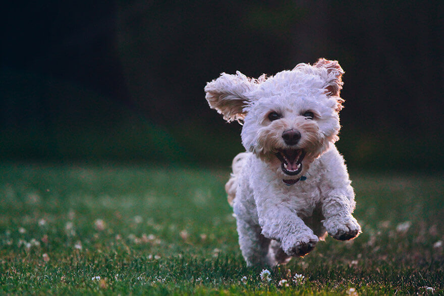 Happy pet